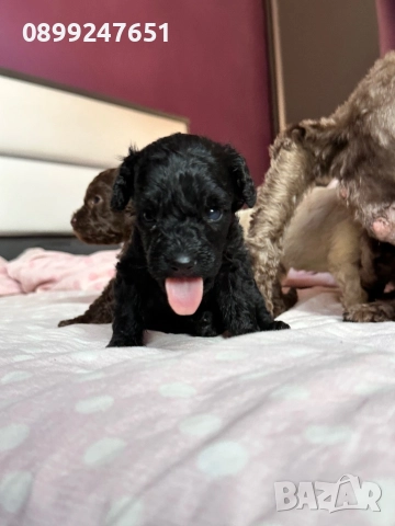 Той пуделче, снимка 1