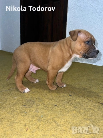 Питбулчета , снимка 4 - Питбул - 53228709