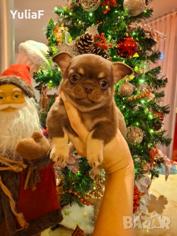 Момче Чихуахуа 