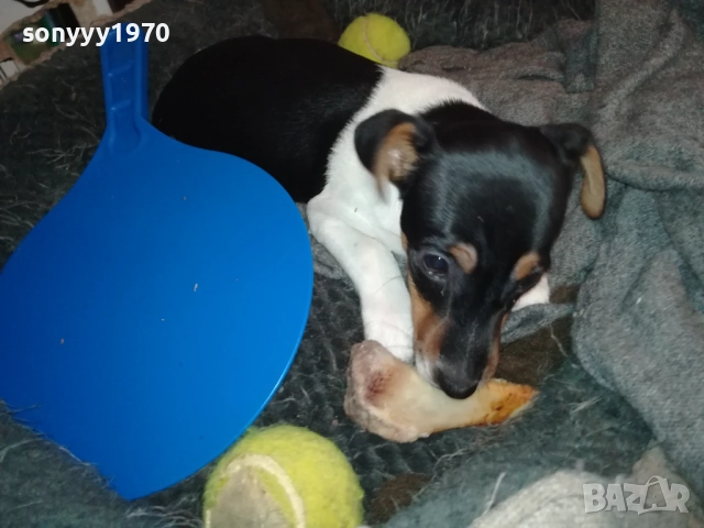 ДЖАК РЪСЕЛ ТЕРИЕР-ЖЕНСКО 0811251601, снимка 14 - Джак ръсел териер - 52343205