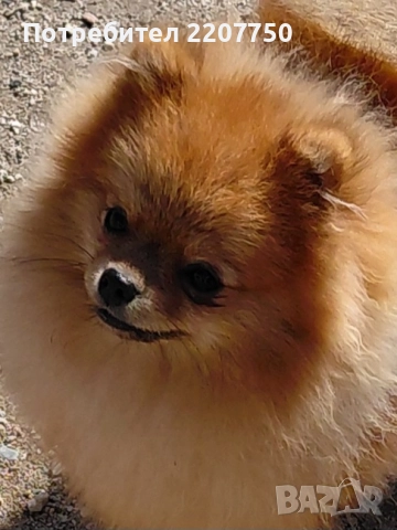 продавам померан 