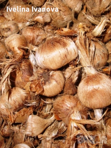 Луковици шафран