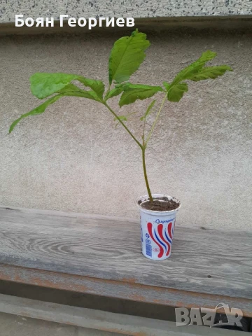 Кестен фиданки - Конски, див кестен , снимка 4 - Градински цветя и растения - 50892372