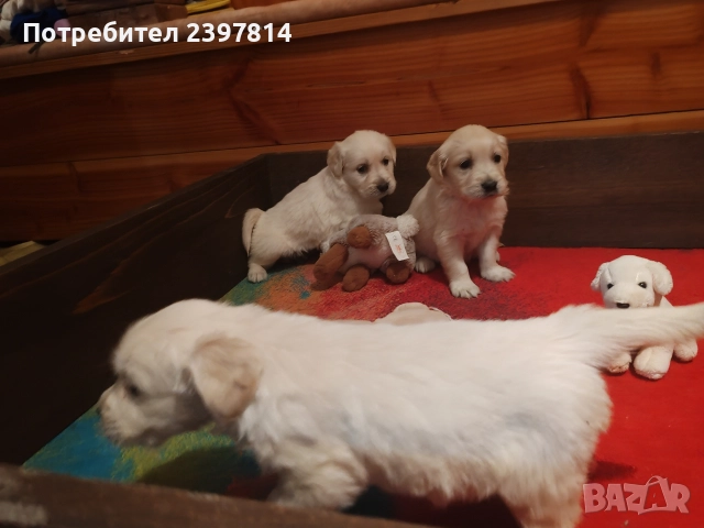 Голдън ретривър , снимка 14 - Голдън ретривър - 52842514