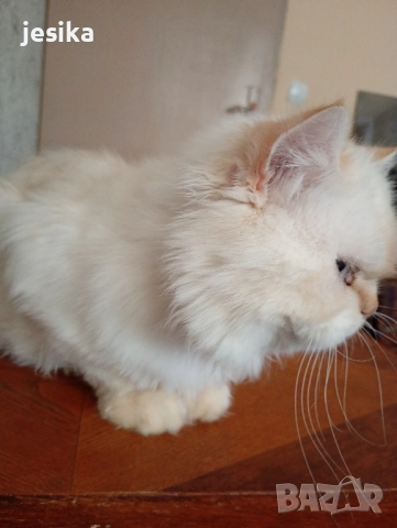 Мъжки персийки с родословие., снимка 8 - Персийска - 51298396