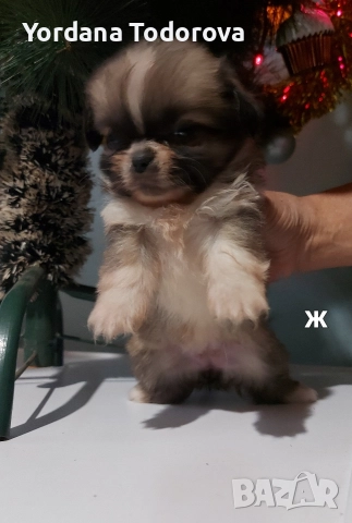 Продавам кучета Пекинез! 🐶, снимка 3 - Пекинез - 52560955