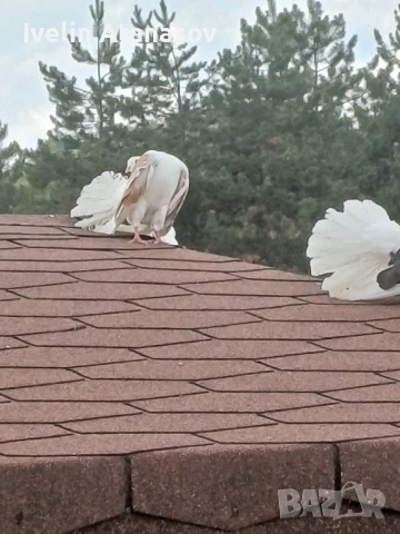 Фенерлии, снимка 5 - Гълъби - 50673891