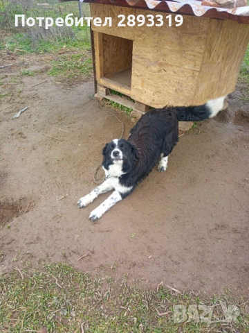 Подарявам, снимка 4 - Други - 53409684