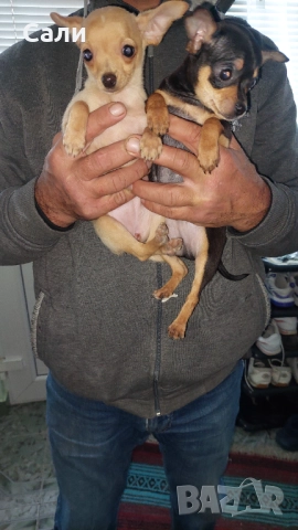 Продавам чихуахуа