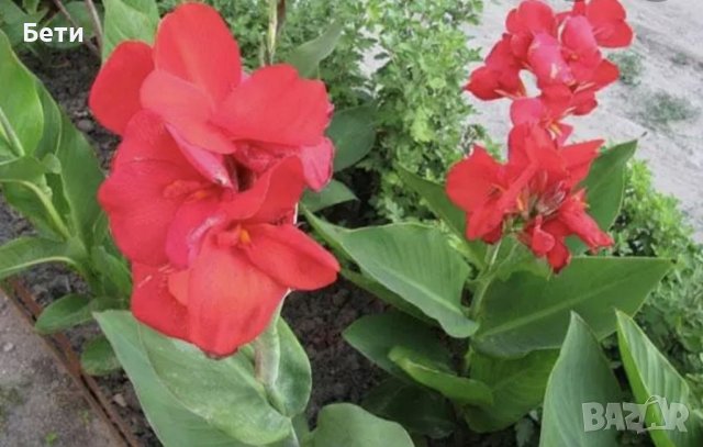 Индийска канна , снимка 3 - Градински цветя и растения - 37414321