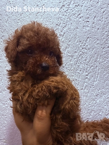 Пудел момченце 