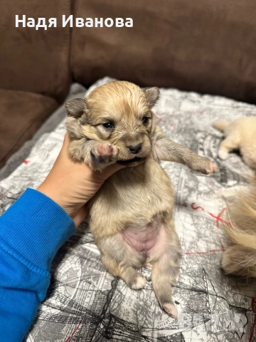 Немски шпиц, снимка 6 - Немски шпиц - 52687005