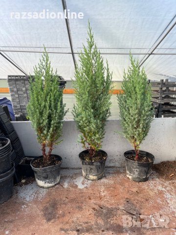 Юниперус Стрикта, снимка 2 - Градински цветя и растения - 38243003