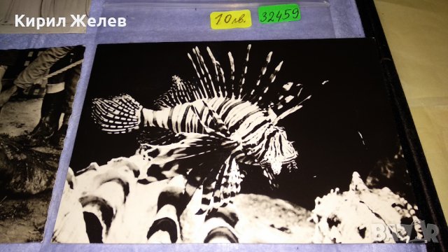 ЛОТ ЧЕТИРИ СТАРИ ПОЩЕНСКИ КАРТИЧКИ МОРСКА ФАУНА - НЕМСКИ КРАСИВИ 32459, снимка 2 - Филателия - 38652723