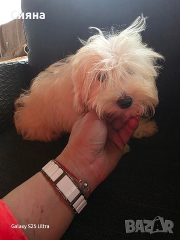 момче и момиче малтипу, снимка 5 - Пудели - 51115639