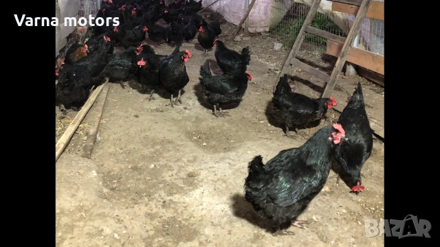 Новопронесли кокошки носачки, снасящи цветни яйца 6  МЕСЕЧНИ, снимка 11 - Кокошки и пуйки - 53043969