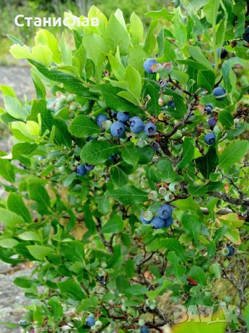  Боровинка Разсад, снимка 2 - Градински цветя и растения - 39783873