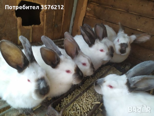 Калифорнийски малки зайчета , снимка 1 - Декоративни зайчета - 42369154