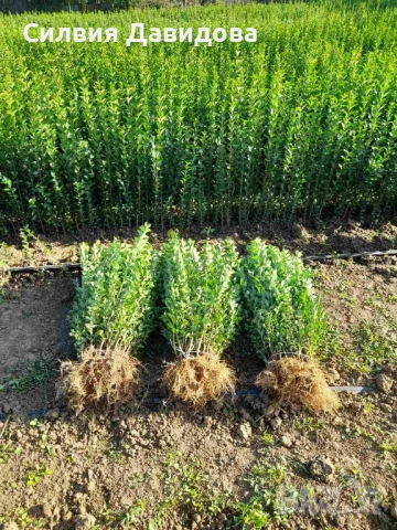 0.70 лв. Лигуструм на корен, снимка 3 - Градински цветя и растения - 51886286