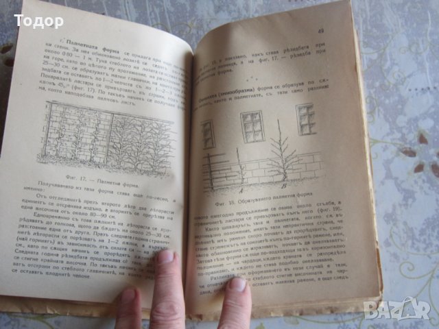 Стара книга Десертното грозде като храна и цяр 1927 год, снимка 5 - Специализирана литература - 32558306