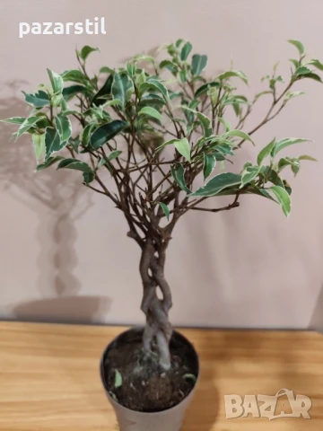 Фикус Бенджамин 