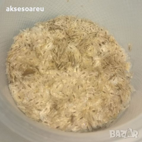 Продавам 400 семена от медоносно дърво пауловния томентоса за пчелари дървен материал сянка на двора, снимка 3 - Сортови семена и луковици - 37701195