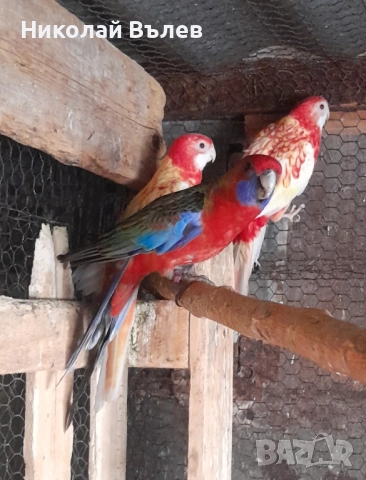 Аделаидски пенанти мъжко и женско , снимка 1