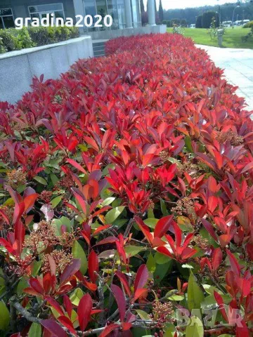 Фотиния - Налични 2 вида, снимка 6 - Други - 41432363