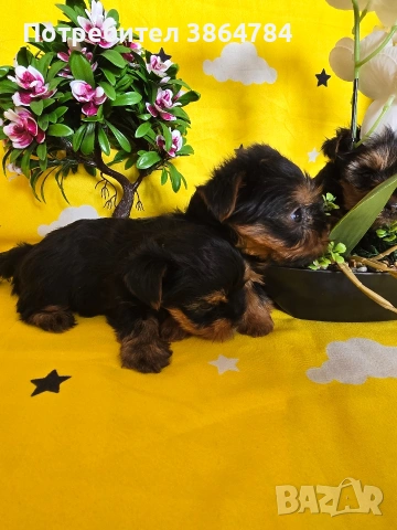 мини йоркширски териер, снимка 3 - Йоркширски териер - 53337473