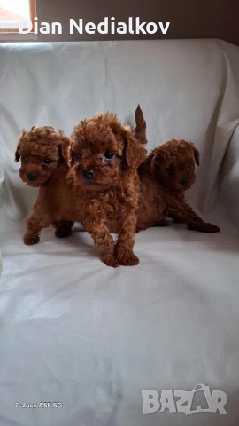 Той пудел / Теа Къп .