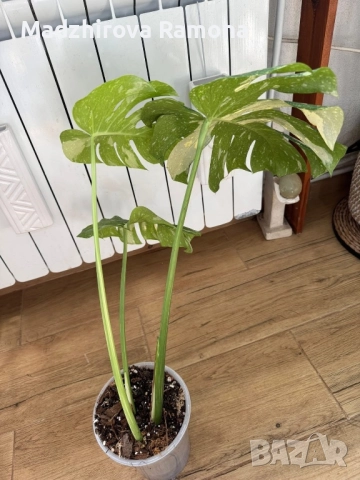Monstera Thai constellation , снимка 3 - Стайни растения - 52190359