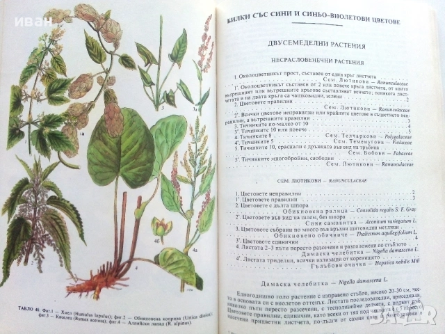 Разпознаване и събиране на билки - Борис Китанов - 1987г., снимка 5 - Енциклопедии, справочници - 53286255
