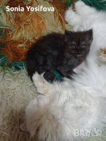 персийско коте продавам , снимка 8 - Други - 52727071