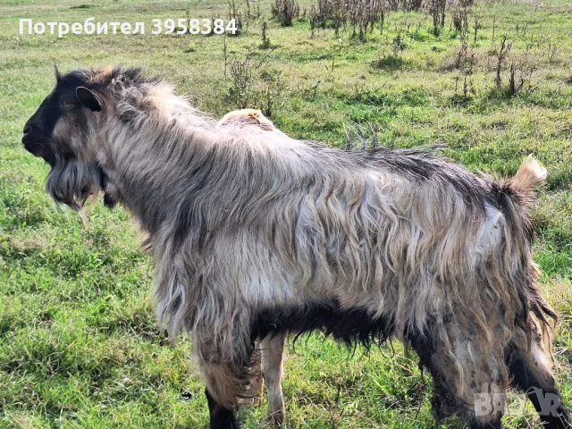 Продавам  пръч