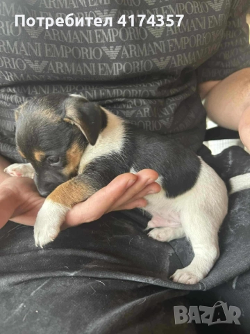 Джак ръсел териер , снимка 7 - Джак ръсел териер - 52822970