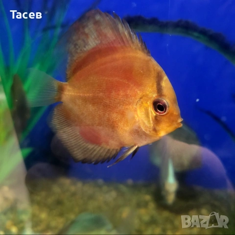 Дискуси 6-7см, снимка 5 - Рибки - 53232982