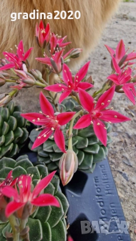 Ехеверия „Испанска звезда“ – сукулент с яркорозови цветове, снимка 3 - Разсади - 52688250