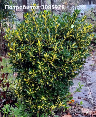 От април Храст Евронимус японика Вариегата /Euonymus japonicа aurea/, снимка 2 - Градински цветя и растения - 38471351