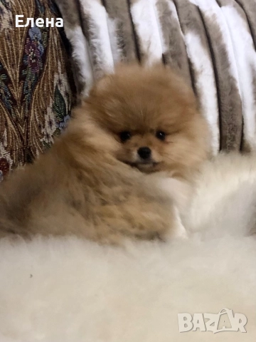 Померанчета, снимка 10 - Померан - 52631209