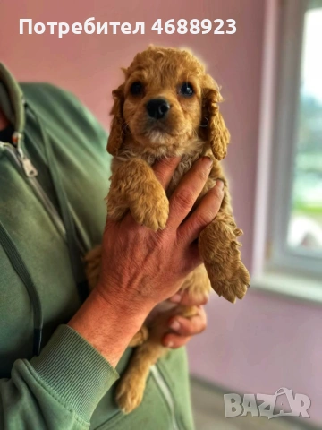 Продават се чистокръвни кокер шпаньоли, снимка 7 - Кокер шпаньол - 53063124