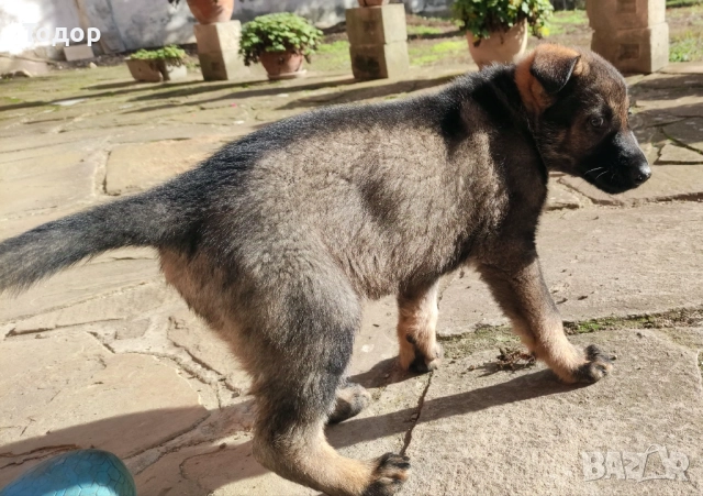 Продавам кученца източноевропейска овчарка, снимка 7 - Други - 52403356