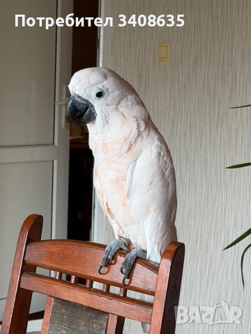 Папагал , снимка 4 - Папагали - 52532685