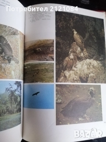Червена книга на НР България. Том 2: Животни , снимка 7 - Енциклопедии, справочници - 53296861