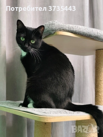 Търся за осиновяване малко черно коте 