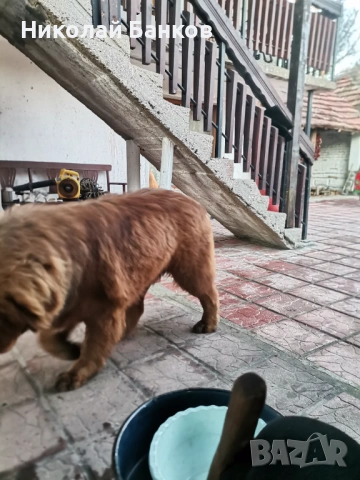 Тибетски мастиф за разплод, снимка 3 - Мастиф - 53578991