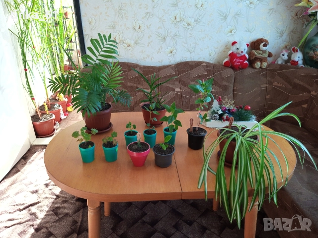 Стайни цветя -11 броя