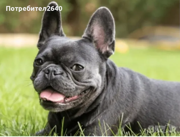 Син Френски булдог(Blue french bulldog), снимка 5 - Френски булдог - 47862003