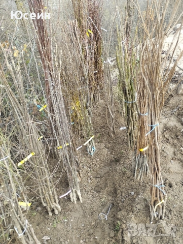 Фиданки от дюля, снимка 7 - Градински цветя и растения - 52578440