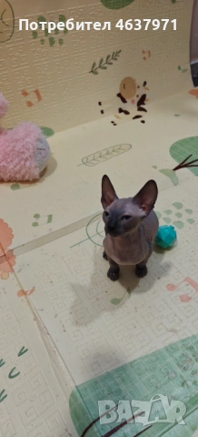 Канадски сфинкс, снимка 7 - Сфинксове - 53519696