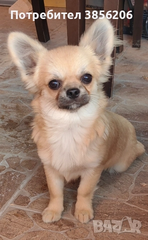 Чихуахуа момче, снимка 5 - Чихуахуа - 52613662